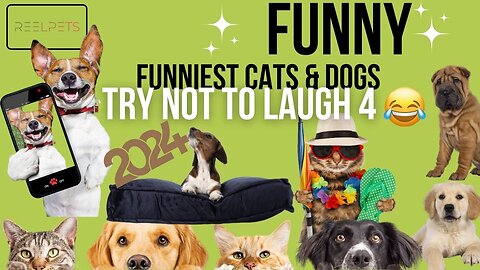 Try No To Laugh 3 - Funniest Cats & Dogs Videos