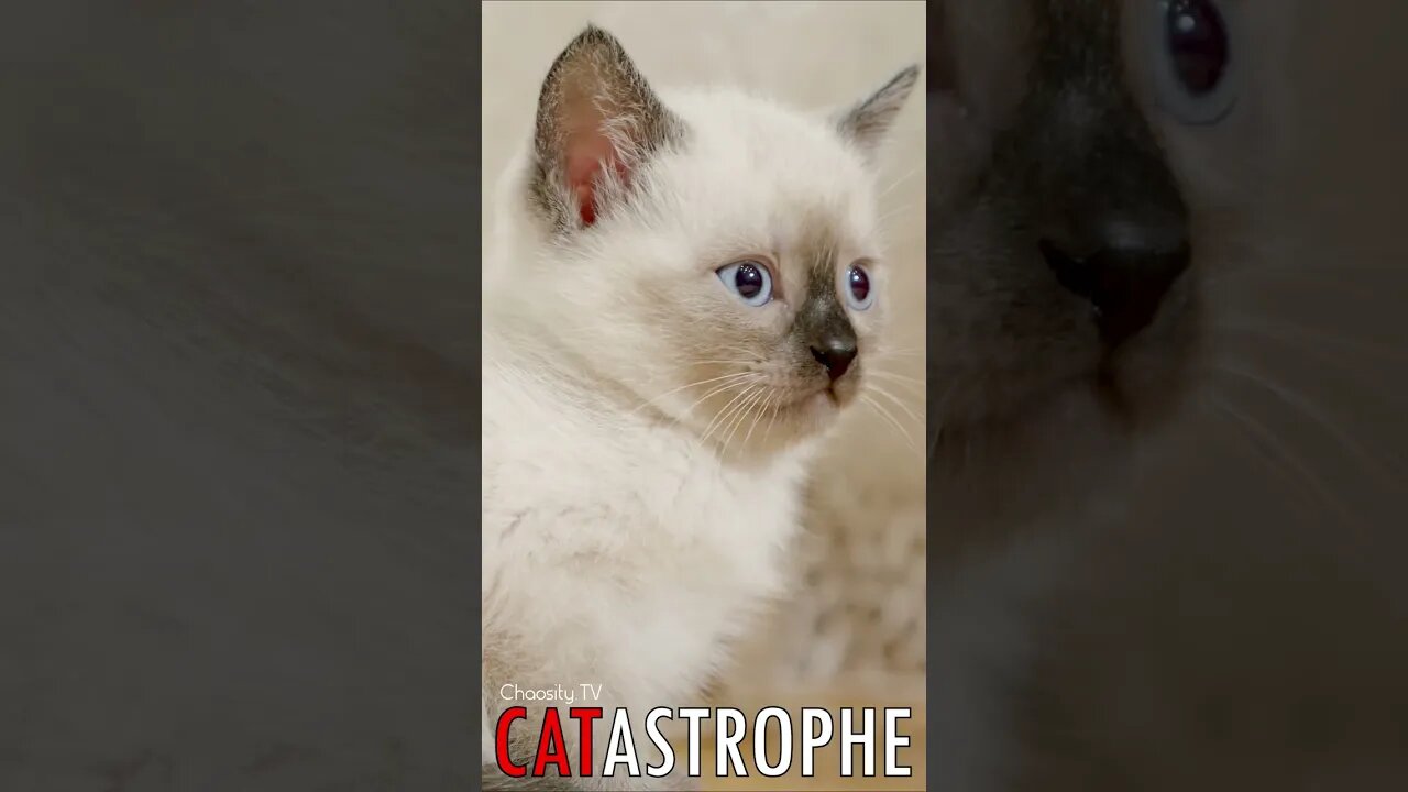 😼 #CATASTROPHE - Thai Siamese Kitten 🐈