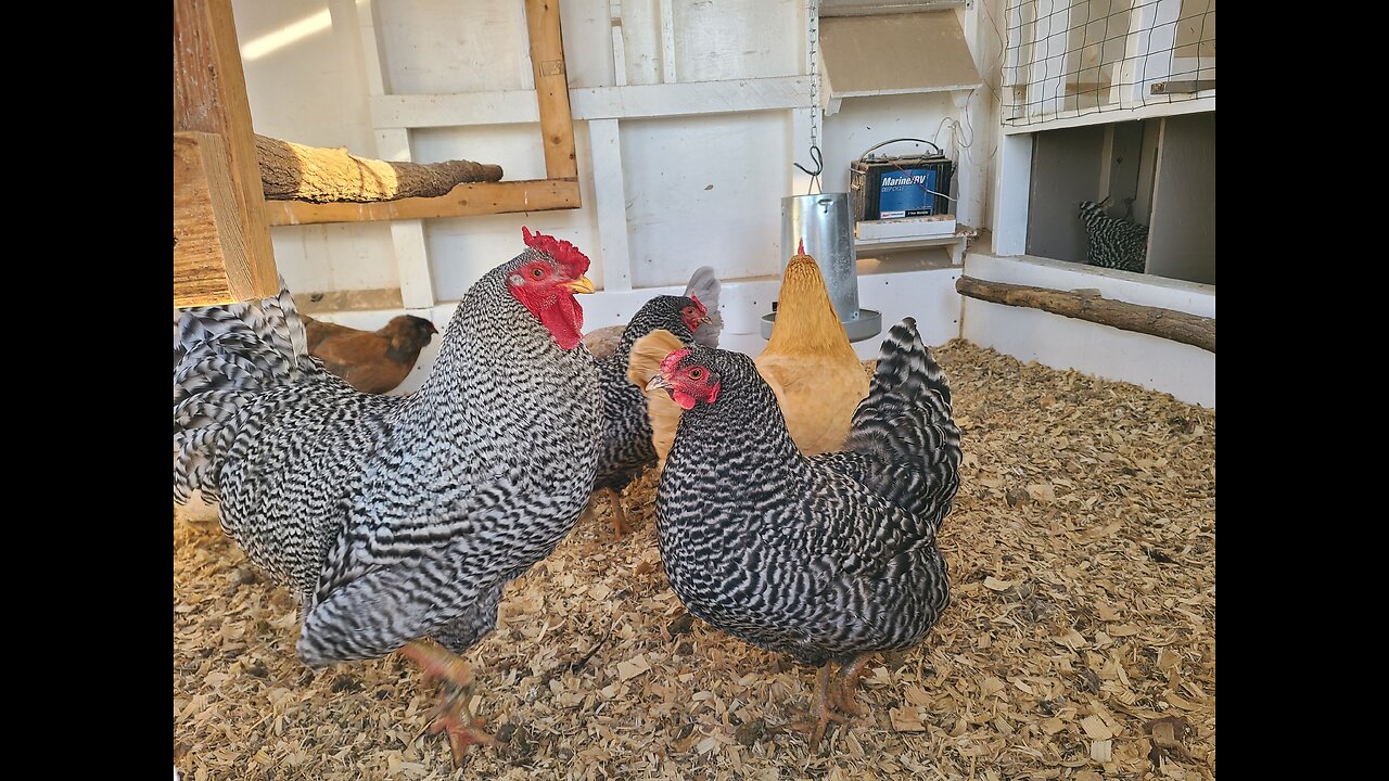 Chicken coop and run waterer and feeder setup