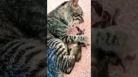 Cat Eat Crab Funny moments ||🤣😽#shorts #shortsfeed #youtubepets_&_animals