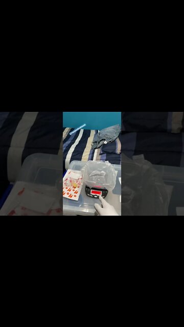 Weighing Alys, Avoiding Contamination (Hognose Short) #hognose #westernhognose #educational