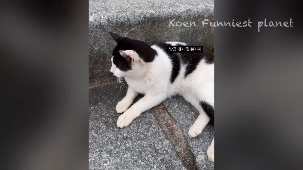funny animal