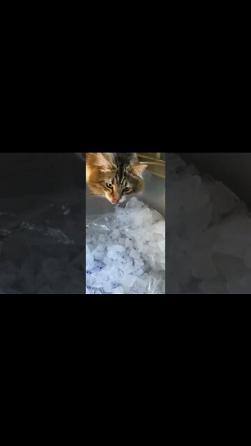 Kitty Cat in Ice Heaven
