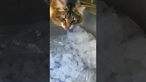 Kitty Cat in Ice Heaven