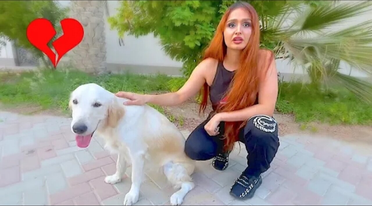 Rescuing a Dog emotional
