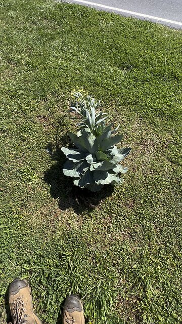 Don’t reuse HYBRID SEEDS!