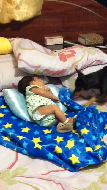 Caring Dog Tucks In His Little Baby Friend