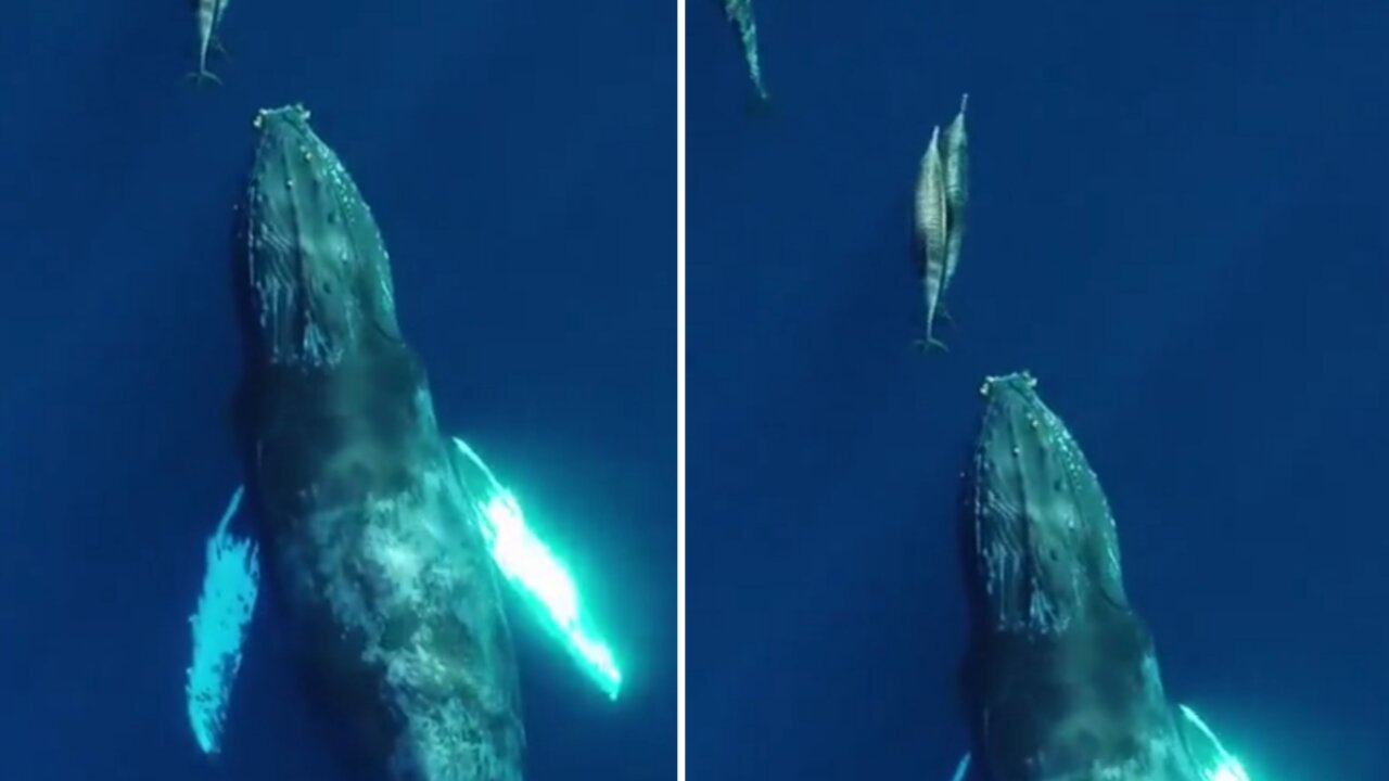 Amazing big sized whale making sound