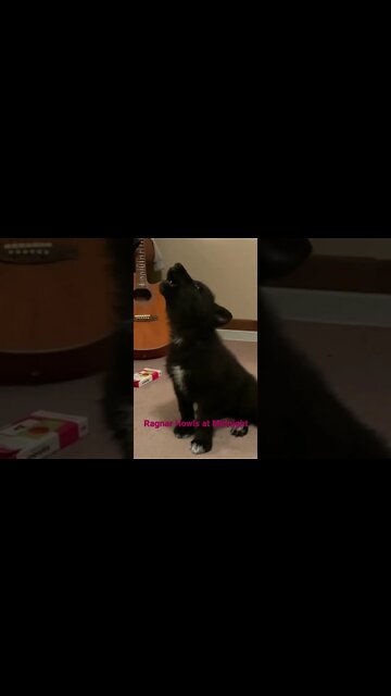 Ragnar the Lycan Shepherd wolf dog pup howls at midnight #shorts #lycanshepherd #wolfhybrid