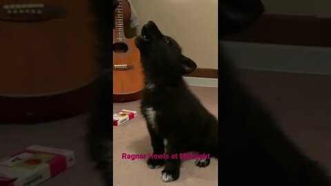 Ragnar the Lycan Shepherd wolf dog pup howls at midnight #shorts #lycanshepherd #wolfhybrid