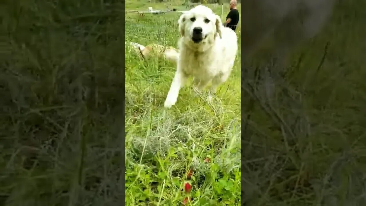 #farmdogs #greatpyreneese #workingdogs #guarddog #farmanimals #farmlife #cuteanimals #farm