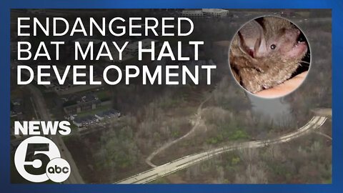 Endangered bat could endanger an Akron housing project
