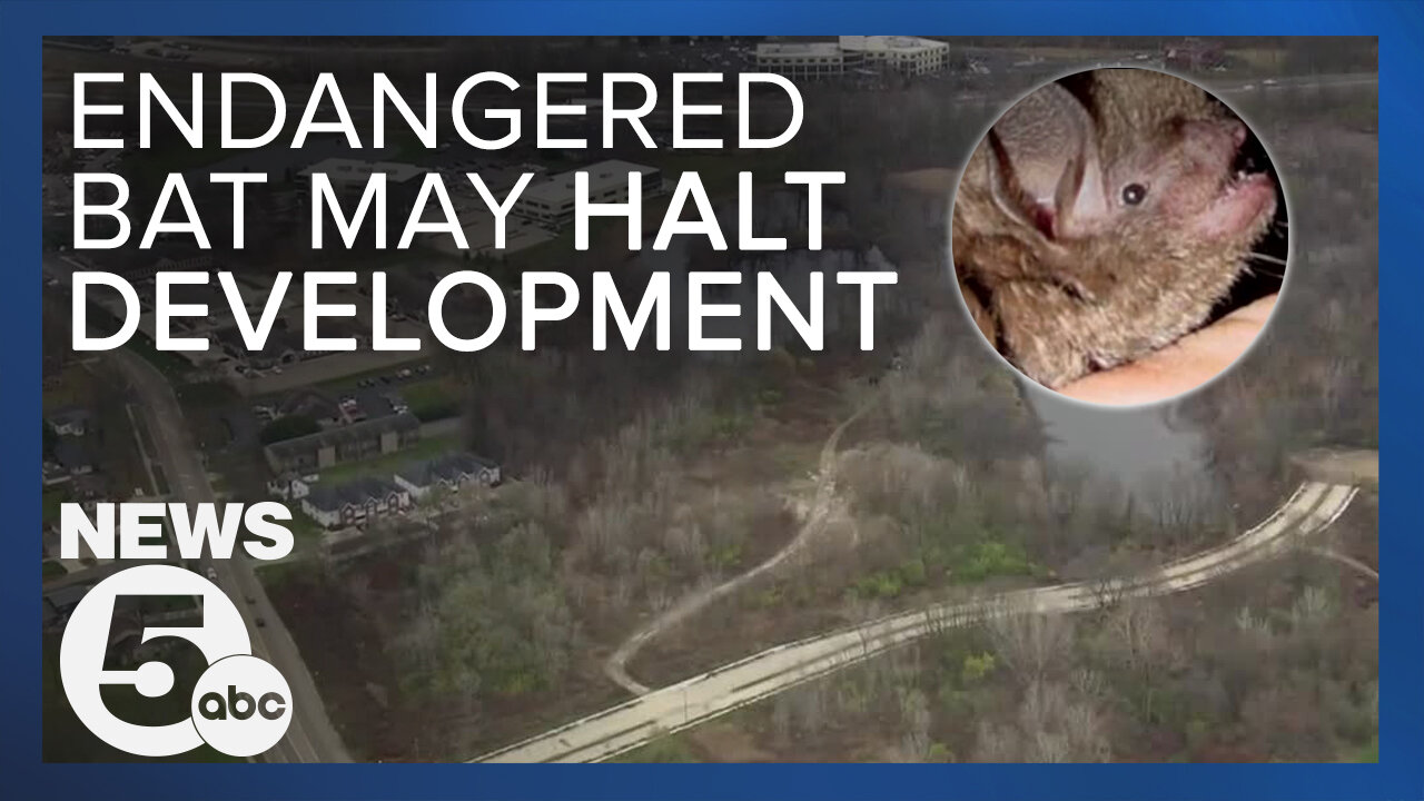 Endangered bat could endanger an Akron housing project