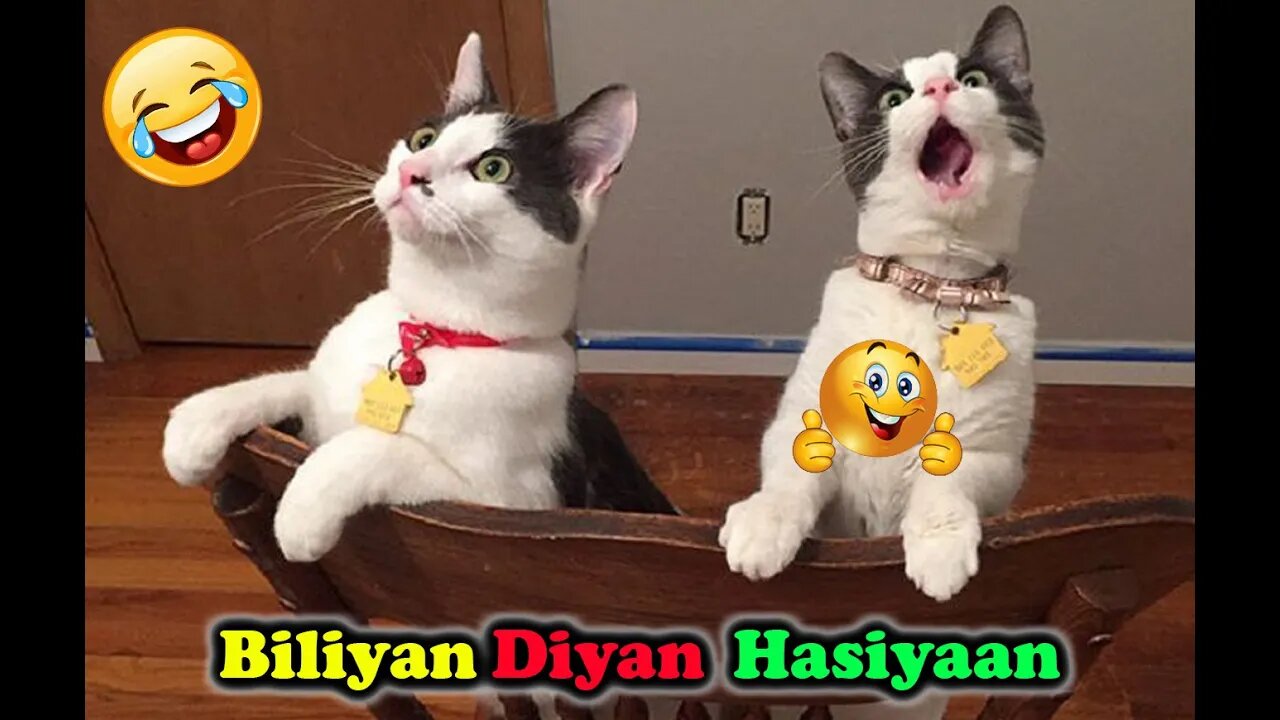 Looking for a good laugh? These funny cats will have you in stitches! #Petsandwild #funnycats