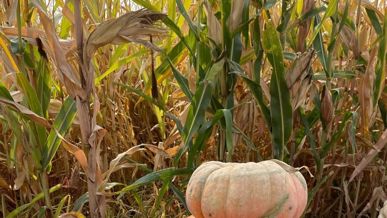 Fall Harvests Coming In!