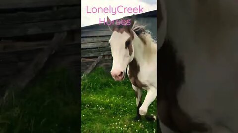 Horse running