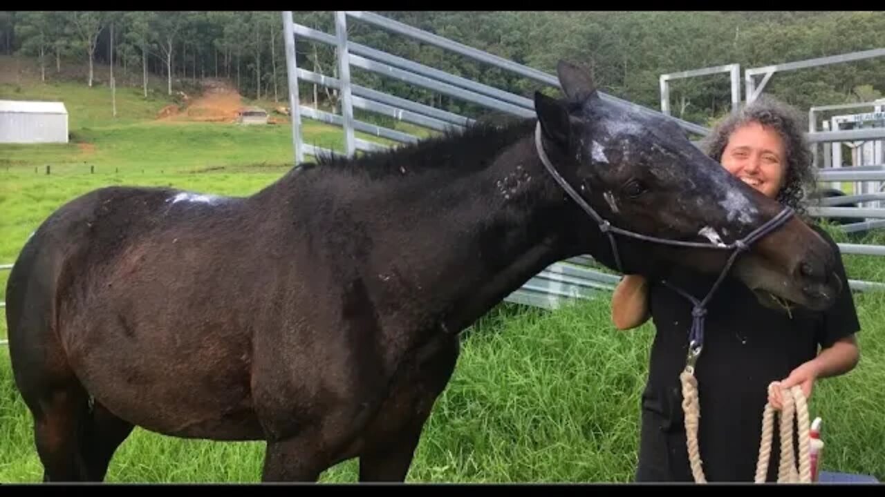 Discussion: First training session to back Tuppy. Leaning over her back and putting weight on her.