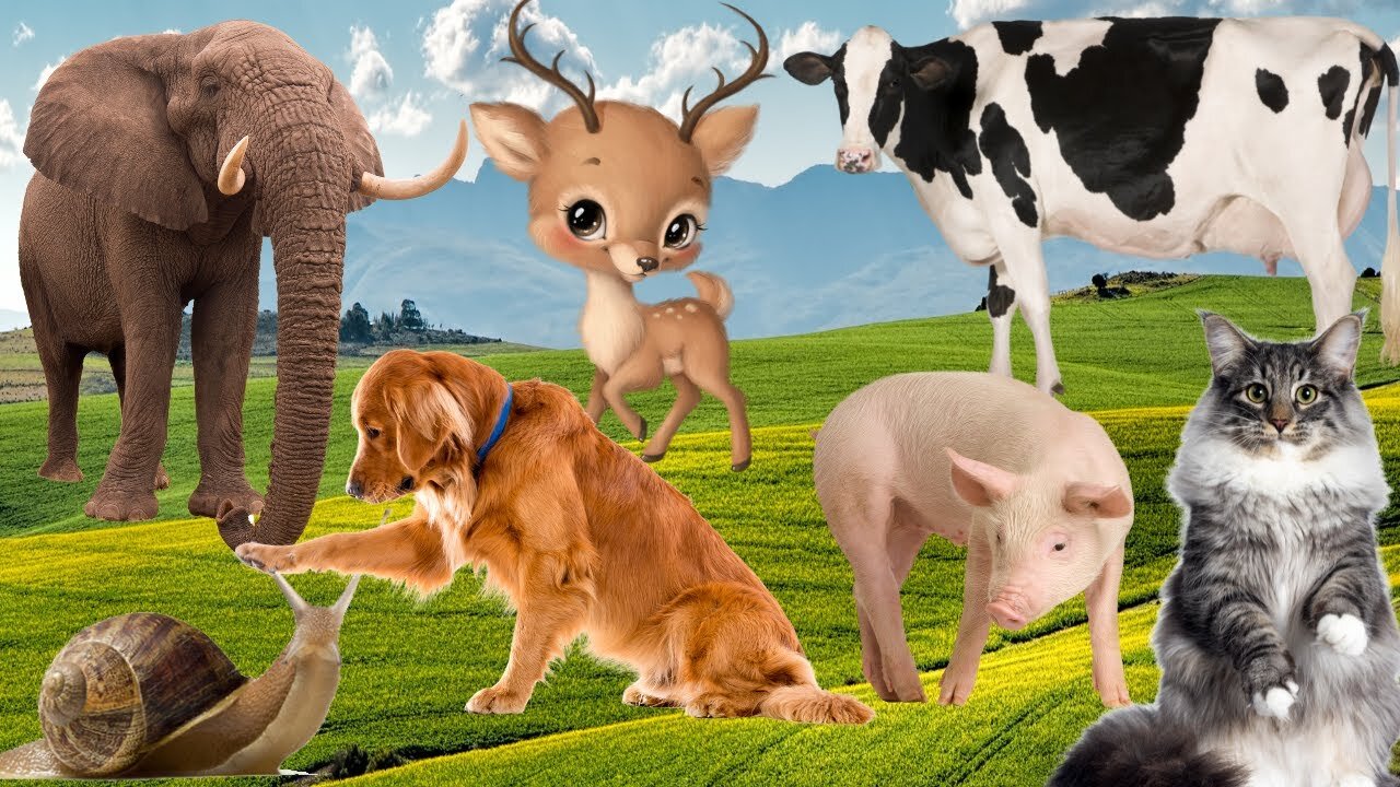 Relax with farm animals_ horse, cat, sheep, giraffe, camel, elephant, pig, Cow, chicken, duck, goat