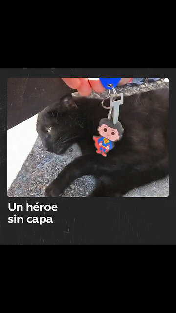 Un gato se convierte en héroe al recuperar las llaves de una mujer y su hija