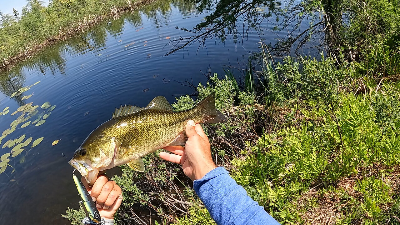 Michigan: Topwater Largemouths
