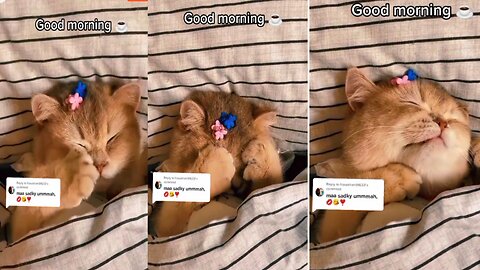 Good Morning cute cat