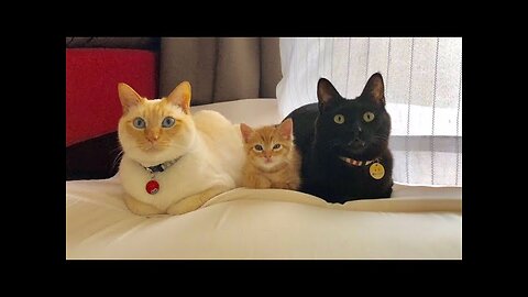 Unbelievable Video of Cat and Dog Friendship - You Won't Believe What Happens Next! #syl_vester