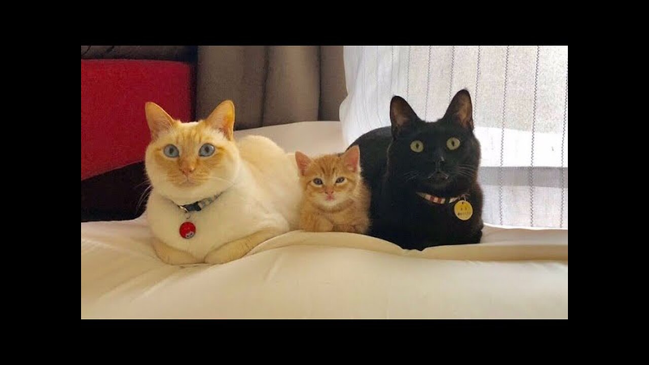 Unbelievable Video of Cat and Dog Friendship - You Won't Believe What Happens Next! #syl_vester
