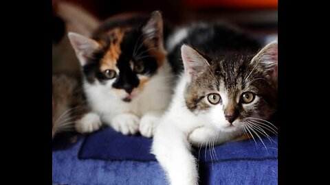 Cat and fight