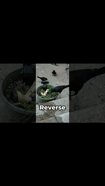 Red Winged Blackbird Call #Shorts 🎶