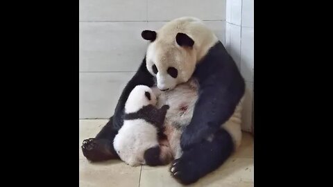 Mama panda y su bebe #shorts