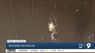 Increase of spiders seen in Tucson in October