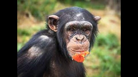 Belgian Woman Banned from Zoo After 4-Year 'Affair' with Chimpanzee