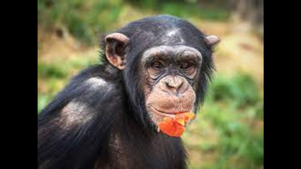 Belgian Woman Banned from Zoo After 4-Year 'Affair' with Chimpanzee