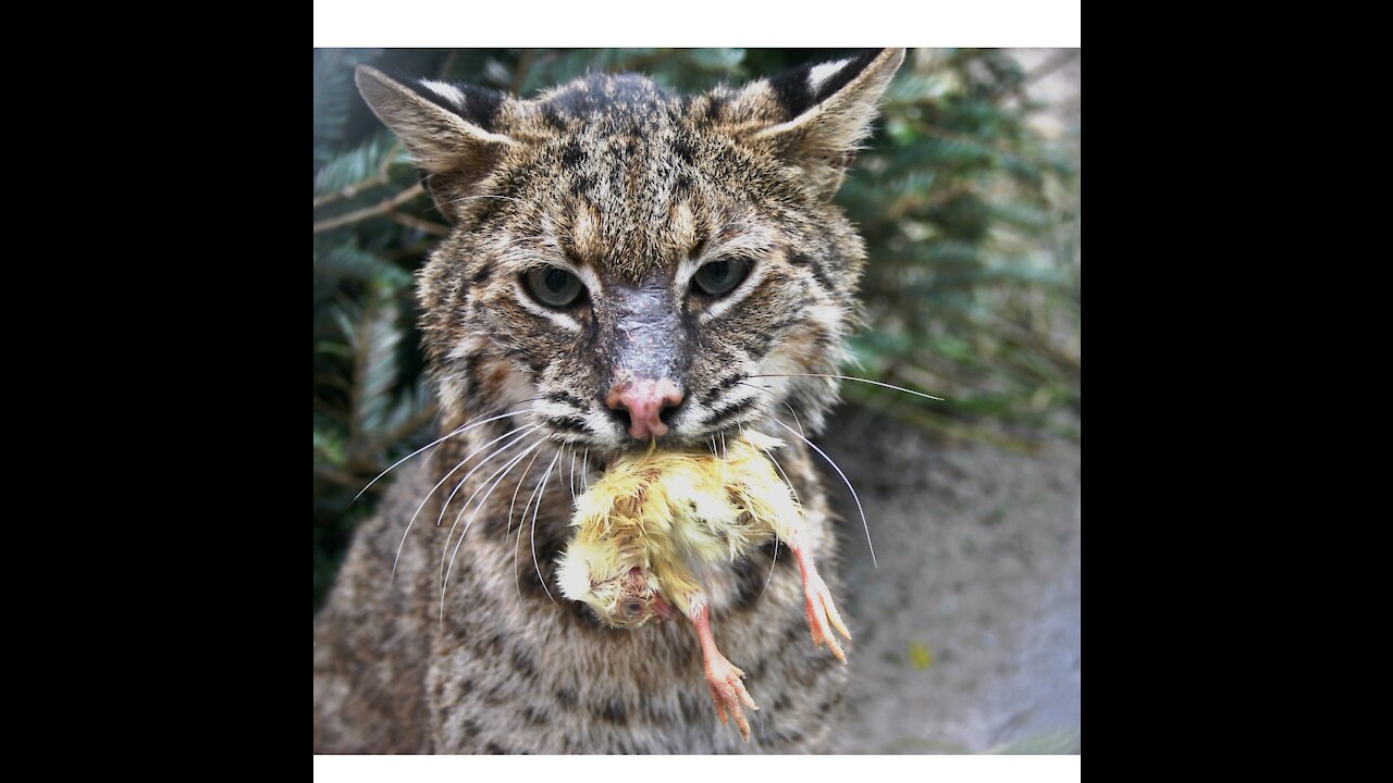 Back To Nature Wildlife Refuge Resident Bobcat Jagger