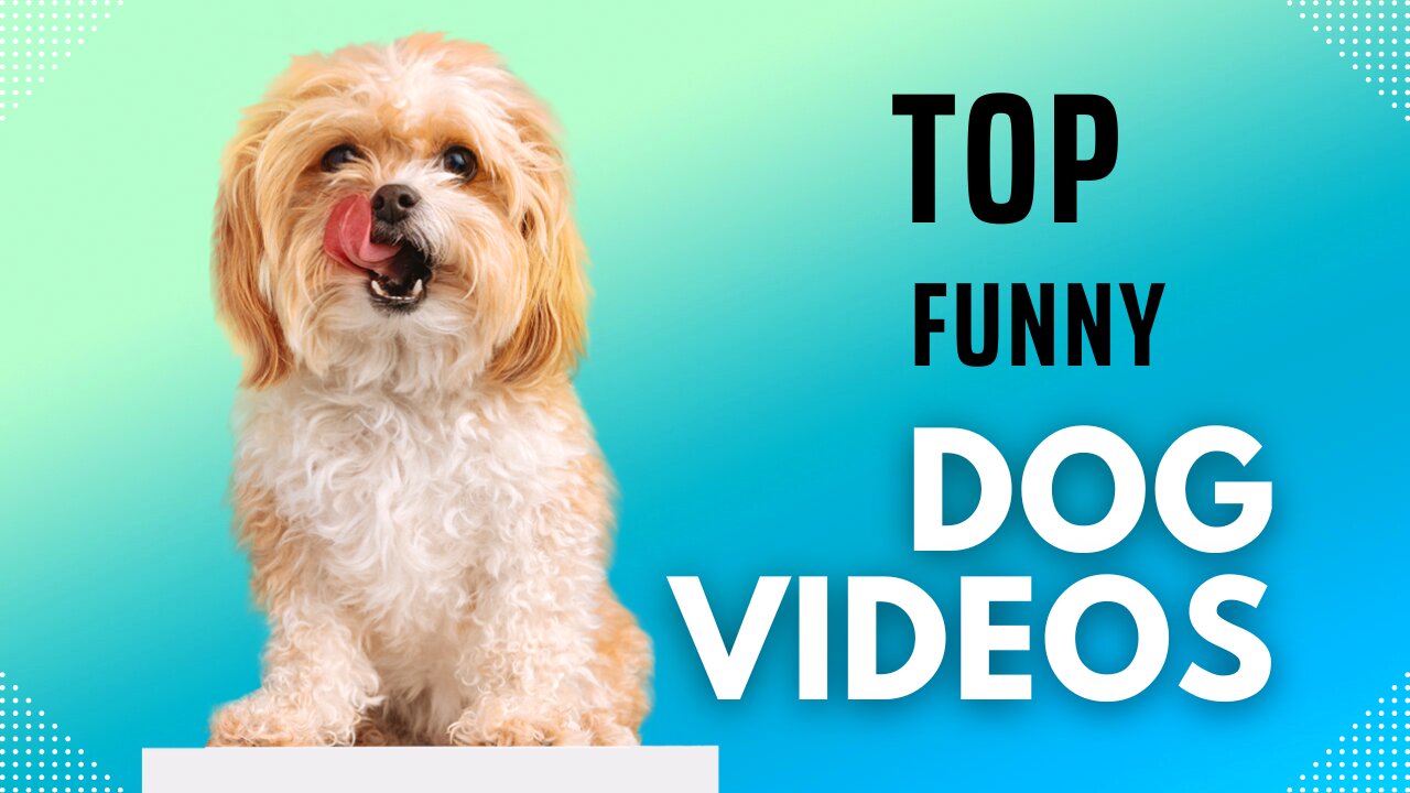 Funniest Animal Videos😂 Crazy Dogs🐶