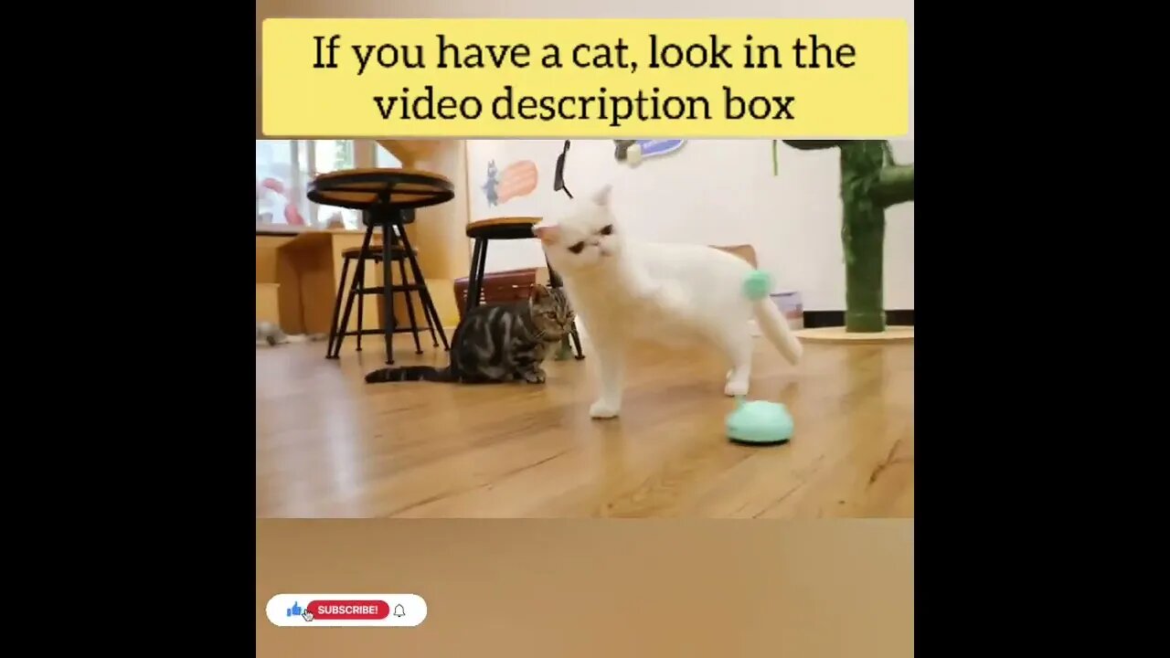 cute cat videos 😹 funny videos 😂149