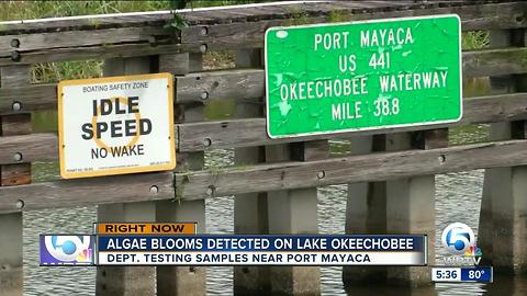 Algae blooms detected on Lake Okeechobee