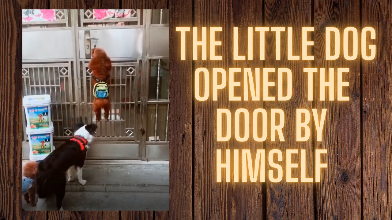 [fun] The little dog opened the door by himself