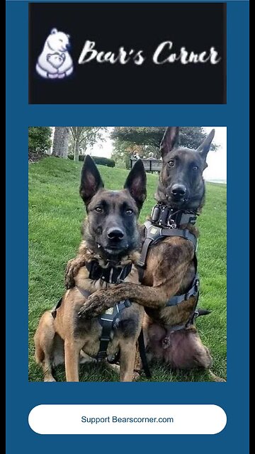 Don’t try to steal my toy from Bears corner