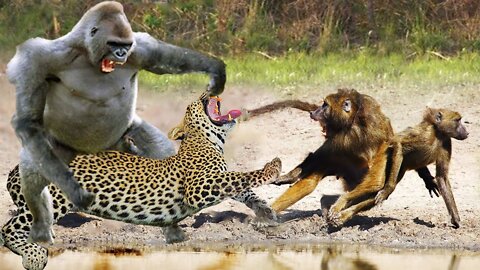 Angry mother baboon tortures leopard to save her baby in desert
