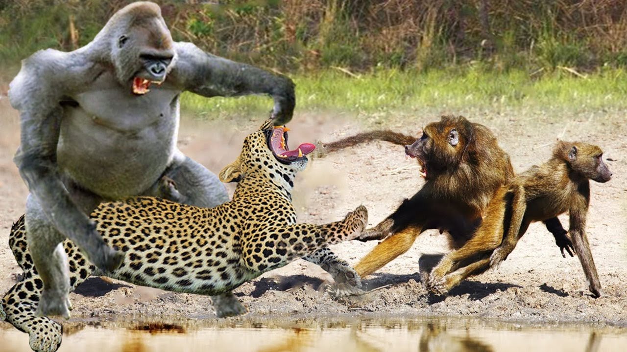 Angry mother baboon tortures leopard to save her baby in desert