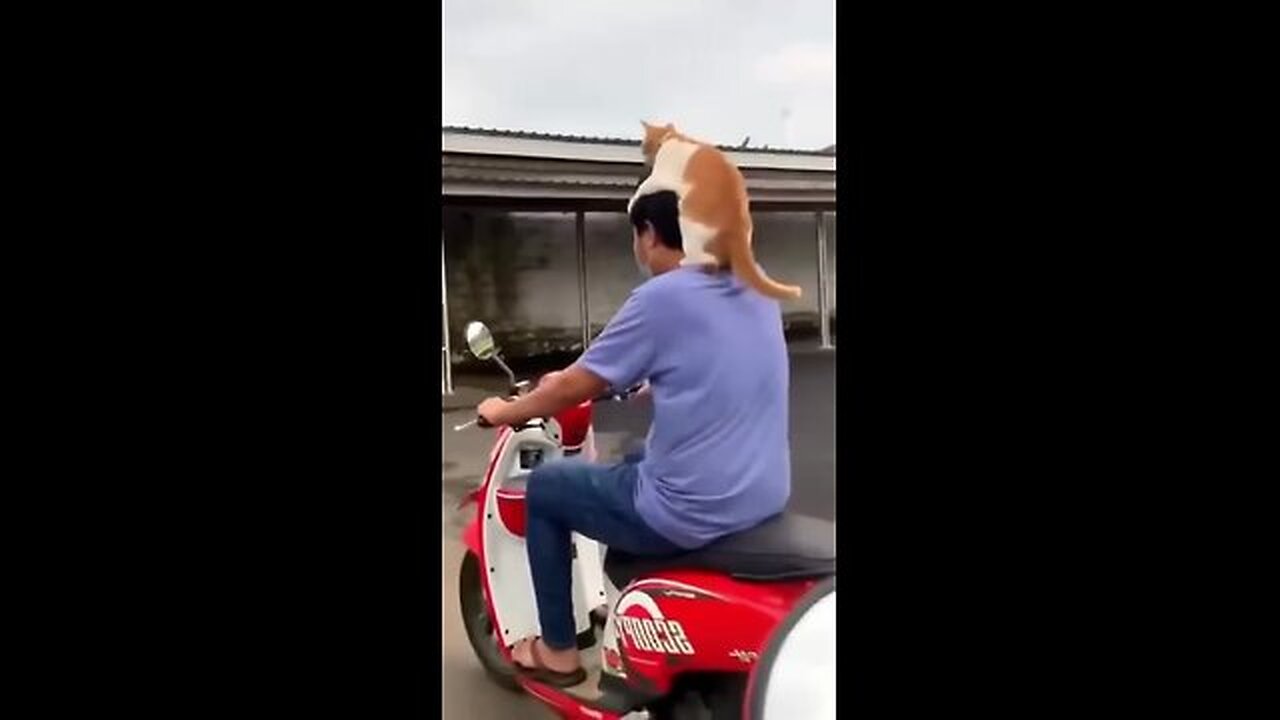 Funny animals 2023😆 - Funniest Cats and Dogs Video🐕🐈270 #shorts cats dance catch funny ,🐈 cat fuirt