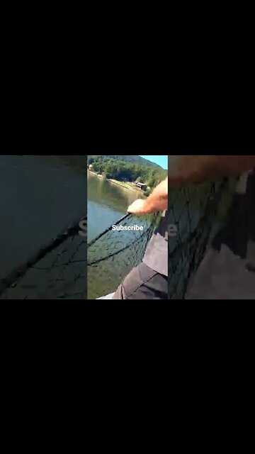 Show the fish #shorts