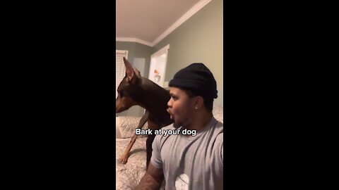 Bark at your Dog 😂😂😂😱