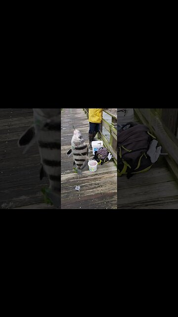 My 2nd Drum fish today!!!