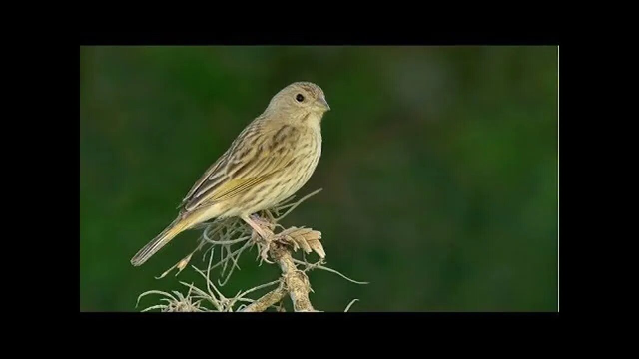 O Melhor Piado, Chamado do Canário da Terra Fêmea para Esquentar o Macho
