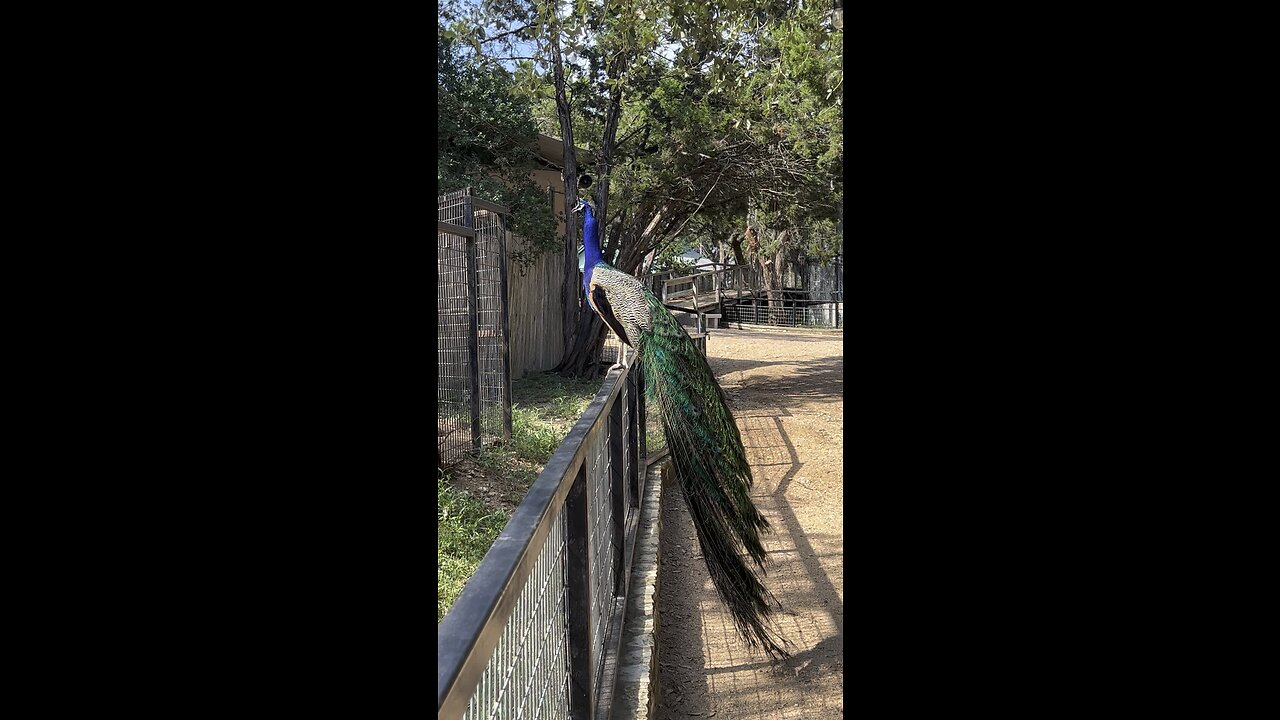 Austin Zoo Freerange Peacock