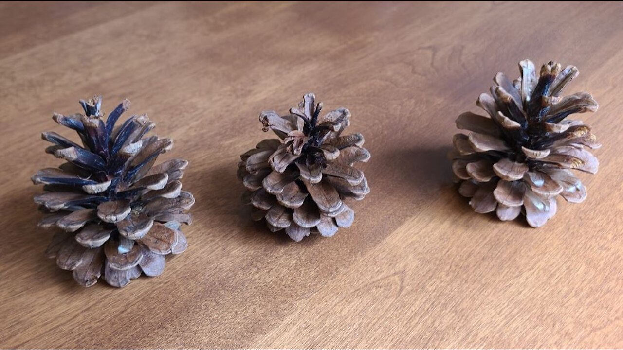 Magic Pine Cones!! They can move on their own!!