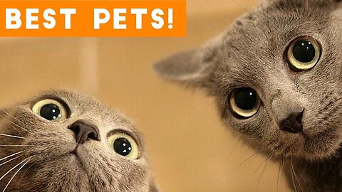 Funny animals Best clips