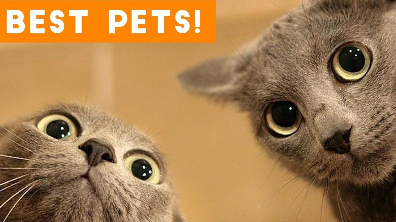 Funny animals Best clips